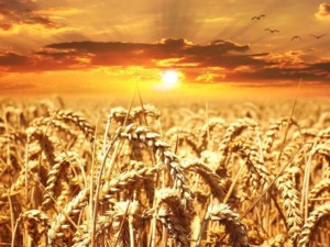 wheat field, wheat, cereals